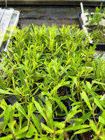 Penstemon Firebird Perennial Plants x 3 Pack - 5cm Plants For Sale FREE P&P