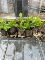 Osteospermum Sennen Sunrise x 5 Pack - 5cm Plug Plants For Sale FREE P&P