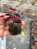 Heuchera 'Black Pearl' x 3 Pack - 5cm Plants For Sale