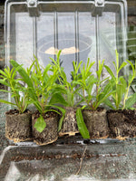 Penstemon Garnet Perennial Plant 3 Pack - 7cm Plants For Sale FREE P&P