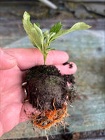 Caryopteris First Blue Shrub x 5 Pack - 5cm Plug Plants For Sale FREE Postage (Copy)