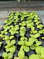 Primula japonica Apple Blossom 3 Pack - 5cm Plants For Sale FREE P&P