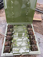 Thyme citriodorus Lemon Herb x 5 Pack - 3cm Plug Plants FREE Postage