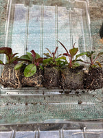 Penstemon digitalis Husker Red 5 Pack - 5cm Plug Plants For Sale FREE P&P