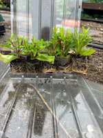 Penstemon Purple Bedder Perennial x 3 Pack - 7cm Plants For Sale FREE P&P