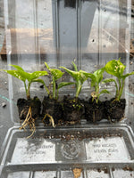 Aglaonema Dang Mongkol x 5 Pack - 4/4cm JUMBO Plug Plants For Sale