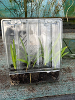 Agapanthus Everpanthus Poppin' Purple x 3 Pack - 5cm Plants For Sale FREE P&P