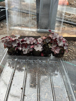 Heuchera Blackberry Jam Plants x 5 Pack - 5cm Plug Plants For Sale FREE P&P