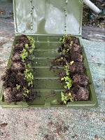 Campanula 'Mrs Resholt' x 5 Pack - 3cm Plug Plants For Sale