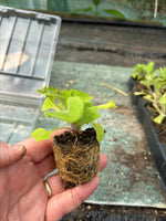Foxglove Pam's Choice Perennials 3 x 5cm Plants For Sale FREE P&P