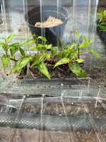 Persicaria Vietnamese Coriander Herb 9 Pack - 3cm Plug Plants For Sale FREE P&P