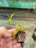 Persicaria Vietnamese Coriander Herb 9 Pack - 3cm Plug Plants For Sale FREE P&P