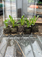 Osteospermum Jucundum Compactum Plants x 5 Pack - 5cm Plug Plants FREE P&P