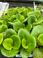 Bergenia Night Crystal Plants x 3 Pack - 5cm Plants For Sale FREE P&P