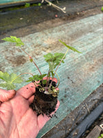 Tiarella Iron Butterfly Perennial x 3 Pack - 5cm Plants For Sale FREE P&P