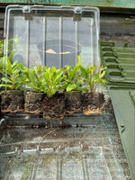 Penstemon Hewell's Pink Perennial 3 Pack - 7cm Plants For Sale FREE P&P