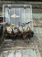 Colocasia Black Coral Plants 3 Pack - 5cm Plants For Sale - FREE P&P