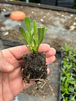 Osteospermum Jucundum Compactum Plants x 3 Pack - 5cm Plants FREE P&P