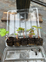 RODGERSIA aesculifolia - x 3 Pack - 7cm Plants For Sale