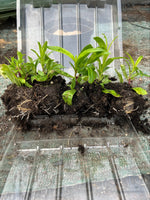 Penstemon Burgundy Perennial Plants 3 Pack - 5cm Plants For Sale FREE P&P