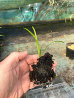 Agapanthus africanus White Plants x 5 Pack - 5cm Plug Plants For Sale FREE P&P
