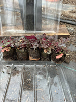 Heuchera 'Black Pearl' x 3 Pack - 5cm Plants For Sale