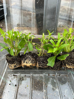 Penstemon King George Perennial x 3 Pack - 7cm Plants For Sale FREE P&P