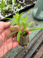 Penstemon Garnet Perennial Plant 3 Pack - 7cm Plants For Sale FREE P&P