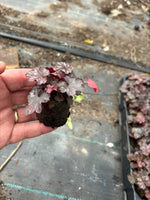 Heuchera Blackberry Jam Plants x 5 Pack - 5cm Plug Plants For Sale FREE P&P