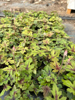 Tiarella Pink Skyrocket Plants x 3 Pack - 5cm Plants For Sale FREE P&P