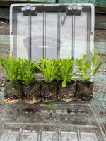 Penstemon Pensham Laura Plants x 3 Pack - 5cm Plants For Sale FREE P&P