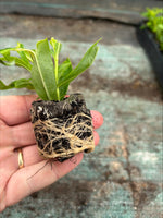 Penstemon Fujiyama Perennial Plants x 5 Pack - 5cm Plug Plants For Sale FREE P&P