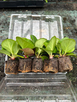 Bergenia Night Crystal Plants x 5 Pack - 5cm Plug Plants For Sale FREE P&P