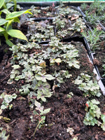 Tiarella Spring Symphony Perennials x 5 Pack - 5cm Plug Plants For Sale FREE P&P
