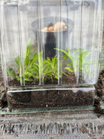 Penstemon Blackbird Perennial Plant 5 Pack - 5cm Plug Plants For Sale FREE P&P