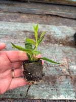 Penstemon Snowstorm Perennial Plants x 3 Pack - 7cm Plants For Sale FREE P&P