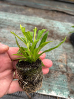 Penstemon Pensham Laura Plants x 3 Pack - 5cm Plants For Sale FREE P&P