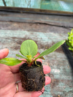 Bergenia Snow Crystal Plants x 3 Pack - 5cm Plants For Sale FREE P&P
