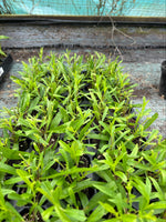 Penstemon Garnet Perennial Plant 3 Pack - 7cm Plants For Sale FREE P&P