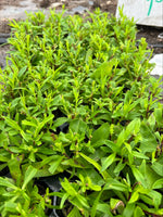 Penstemon Purple Bedder Perennial x 3 Pack - 7cm Plants For Sale FREE P&P