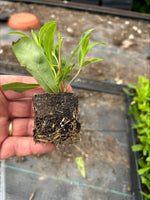 Penstemon King George Perennial x 3 Pack - 7cm Plants For Sale FREE P&P