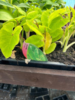 Colocasia Maui Gold Perennial x 3 Pack - 5cm Plants For Sale FREE P&P