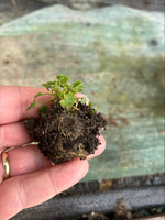 Campanula 'Mrs Resholt' x 5 Pack - 3cm Plug Plants For Sale