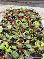 Penstemon digitalis Husker Red 5 Pack - 5cm Plug Plants For Sale FREE P&P