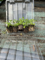 Night Scented Phlox Zaluzianskya Star Balsam x 3 x 5cm Plants For Sale FREE P&P