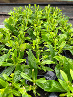 Penstemon Fujiyama Perennial Plants x 3 Pack - 5cm Plants For Sale FREE P&P