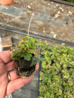 Tiarella Pink Skyrocket Plants x 3 Pack - 5cm Plants For Sale FREE P&P