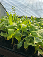 Musa Basjoo Perennial Plants x 3 Pack - 5cm Plug Plants For Sale FREE P&P