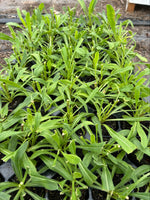 Osteospermum Lady Leitrim Plants x 3 Pack - 5cm Plants For Sale FREE P&P