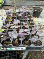 Colocasia Black Coral Plants 3 Pack - 5cm Plants For Sale - FREE P&P